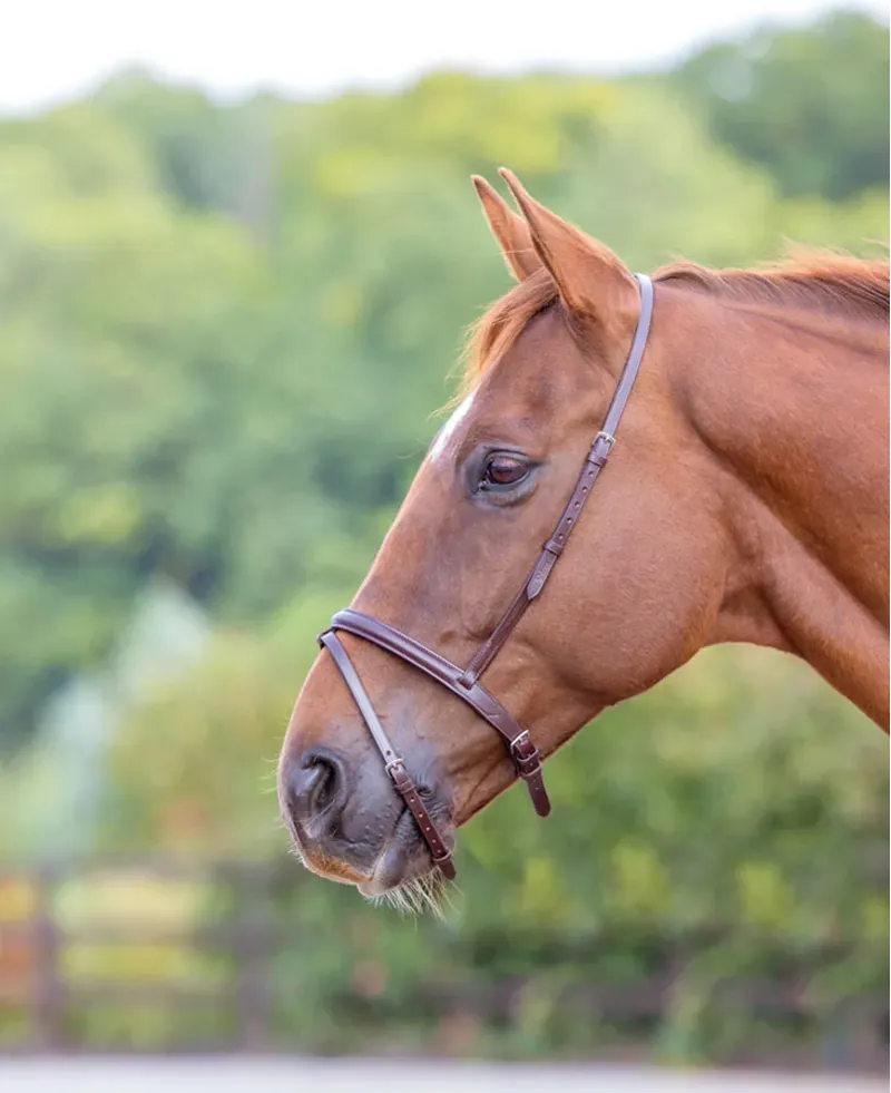 Velociti GARA Flash Noseband HAVANA