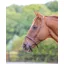 Velociti GARA Flash Noseband HAVANA