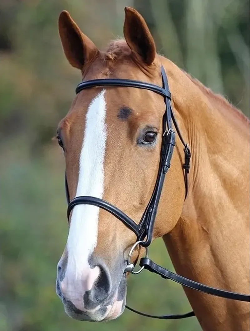 Aviemore Cavesson Bridle Cob in Havana