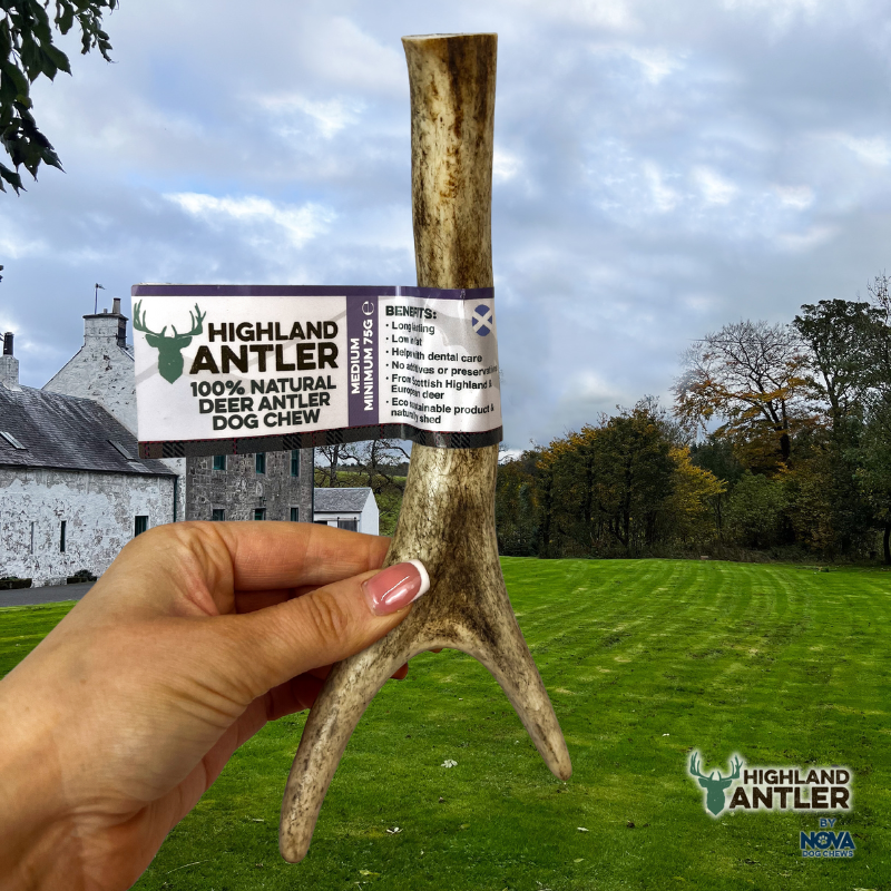 Highland Deer Antler Medium-1