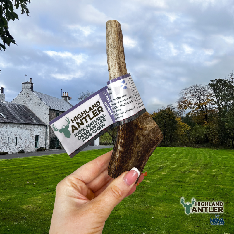 Highland Deer Antler Medium-2