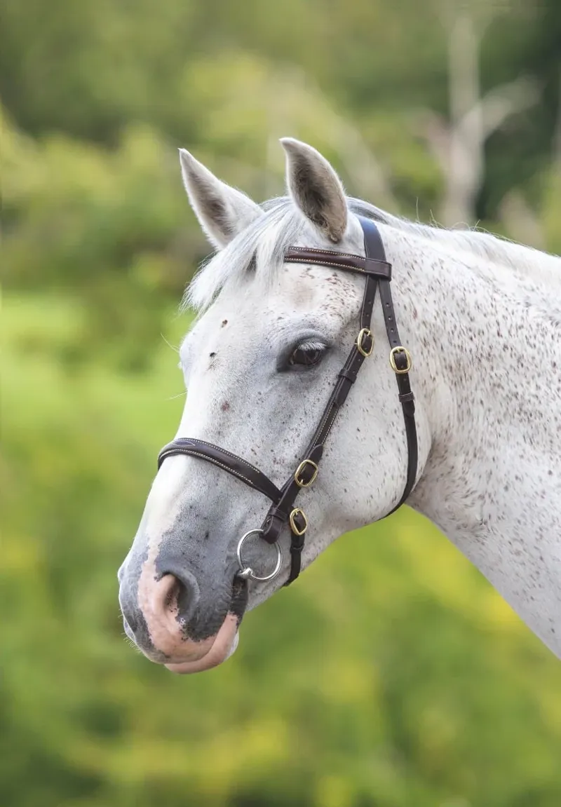 Velociti GARA Fancy Stitched Inhand Bridle HAVANA