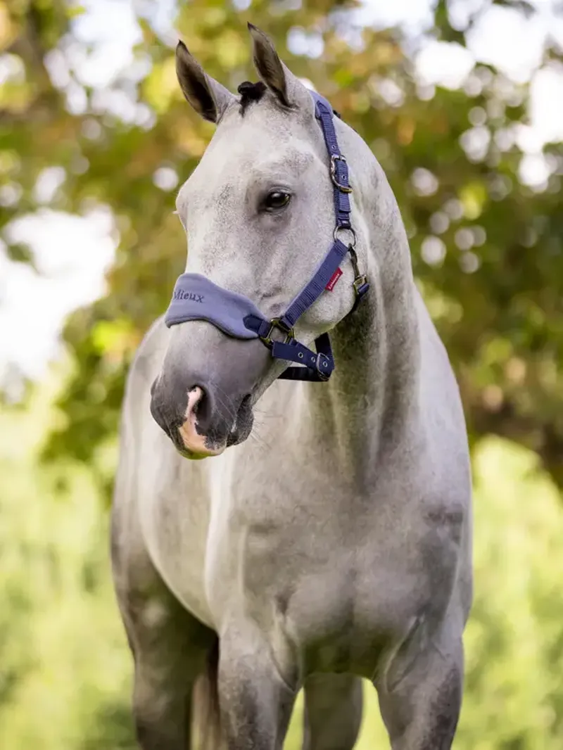 LeMieux Vogue Headcollar and Leadrope Indigo-1