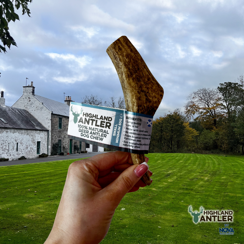 Highland Deer Antler Small-1