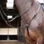 Velociti GARA Hunt Weight Breastplate BLACK