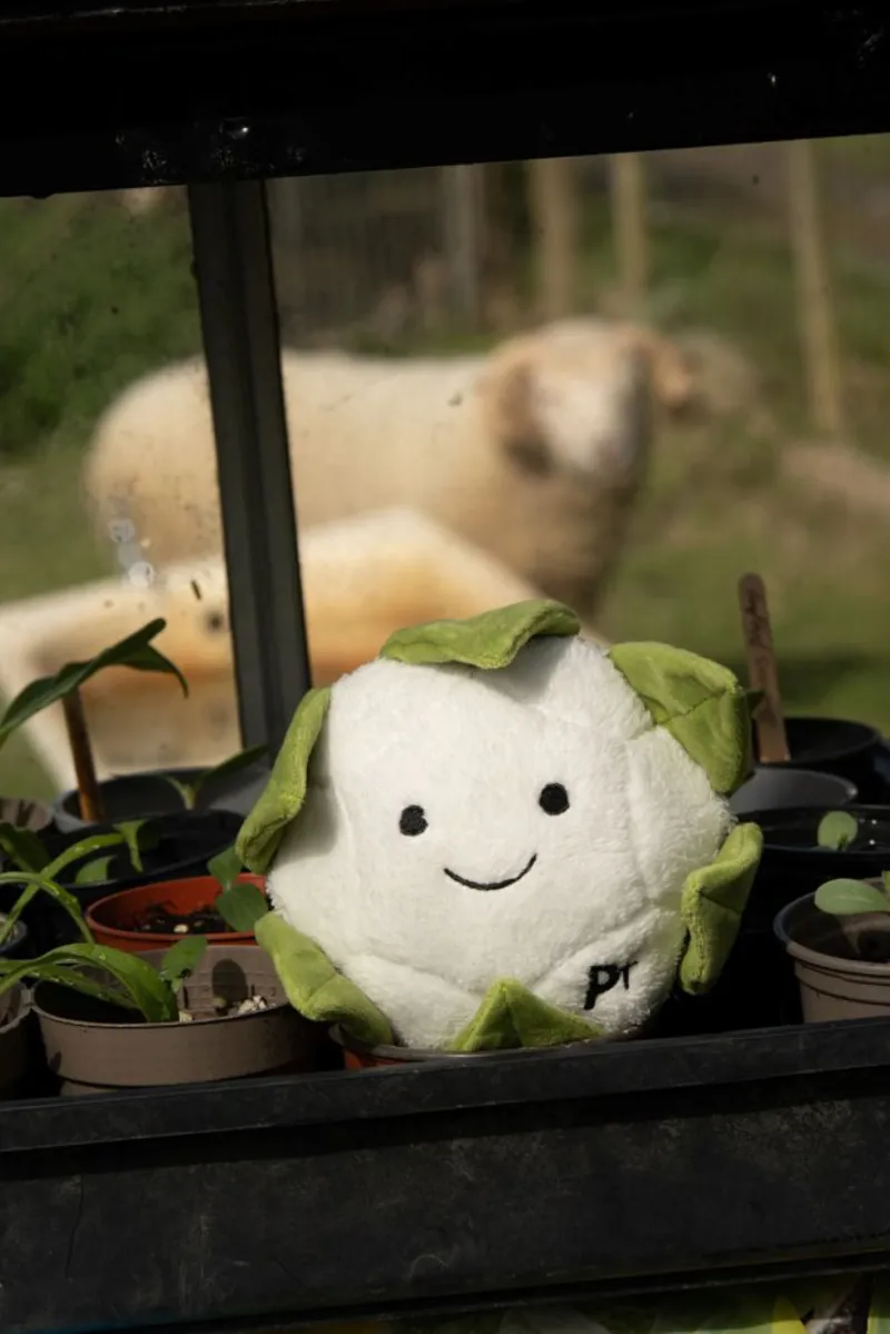 Petface Greenfingers Fluffy Callie Cauliflower Plush Dog Toy-6