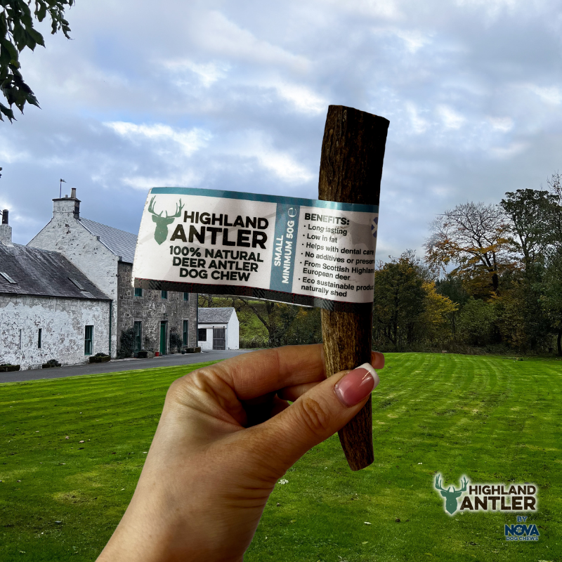Highland Deer Antler Small-2