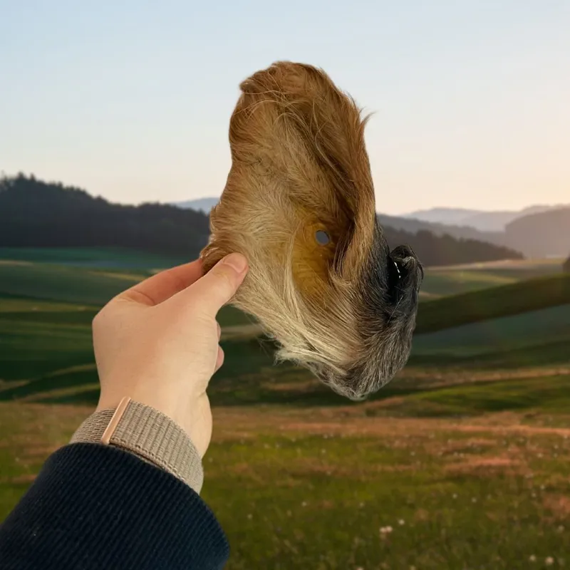 Paddock Farm Hairy Cow Ear-1