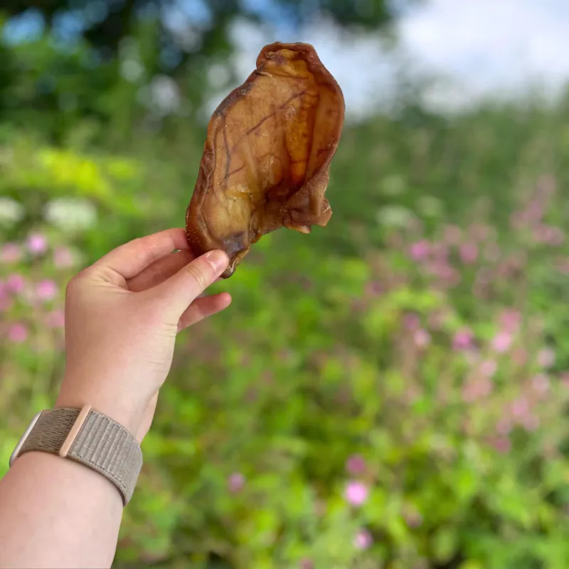 Paddock Farm Large Pig Ear
