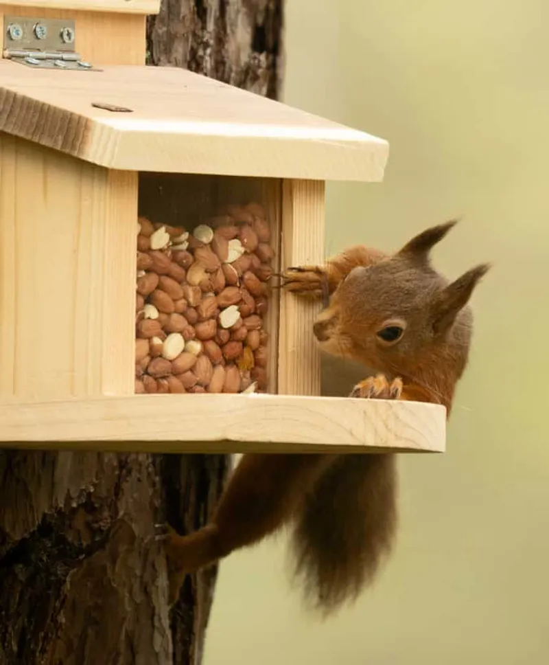 Jacobi Jayne NutBox Squirrel Feeder-1