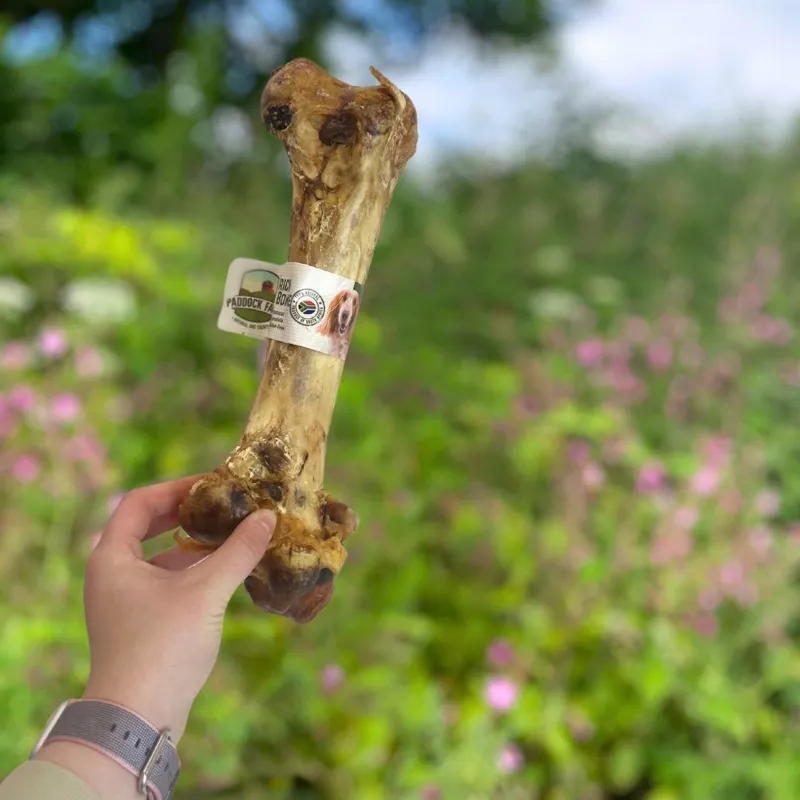 Paddock Farm Ostrich Dino Bone-1