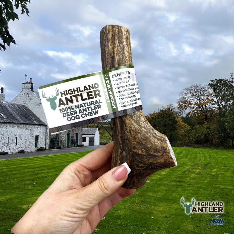 Highland Deer Antler Large-1