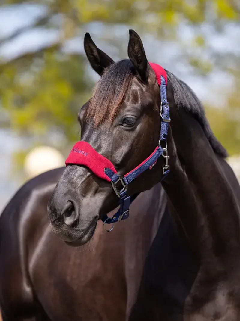 LeMieux Vogue Headcollar and Leadrope Burgundy-1