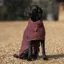 Ruff and Tumble Country Drying Coat Burgundy Faux Leather Trim XS