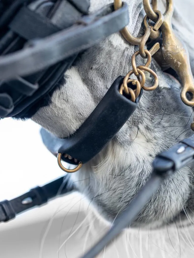 LeMieux Curb Chain Guard Black One Size-1