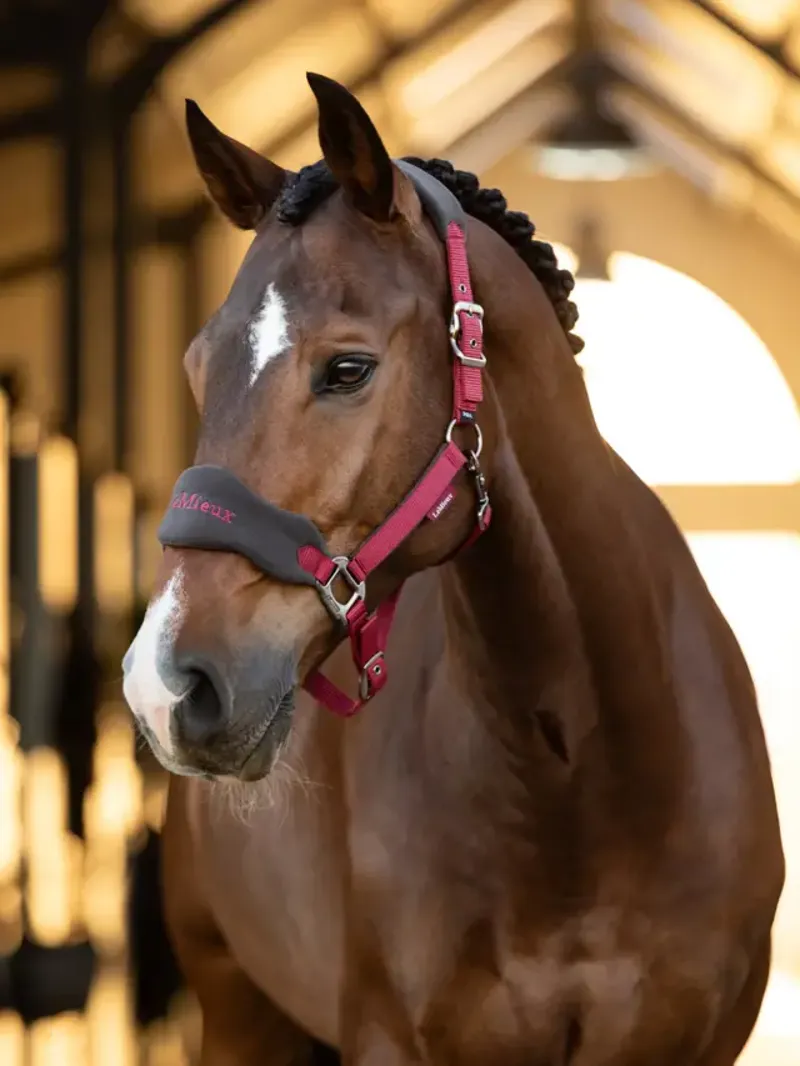 LeMieux Vogue Headcollar and Leadrope Ember-1