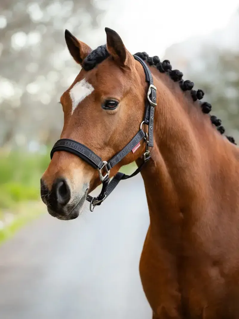 LeMieux Logo Headcollar Cinder-1