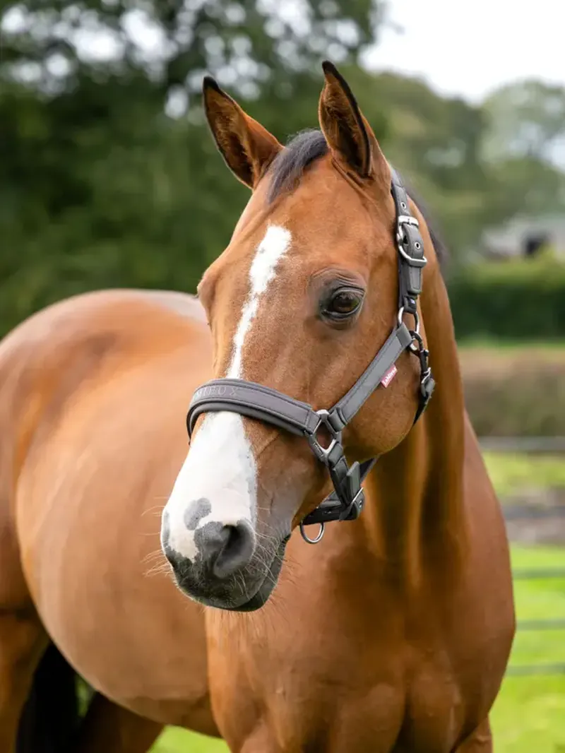 LeMieux Soft Shell Headcollar Cinder-1