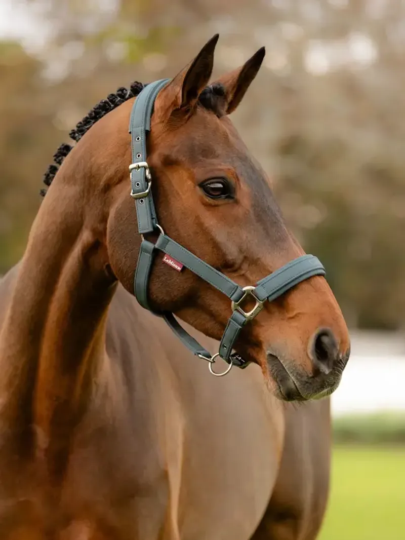 LeMieux Soft Shell Headcollar Petrol-1