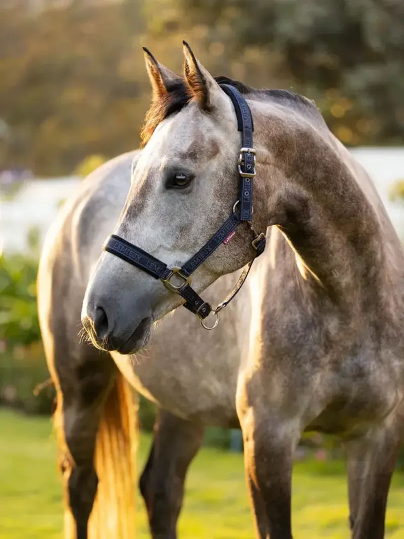 LeMieux Logo Headcollar Navy-1