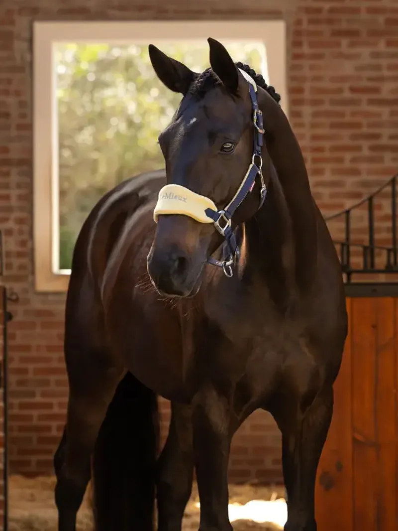 LeMieux Vogue Headcollar and Leadrope Mimosa-1