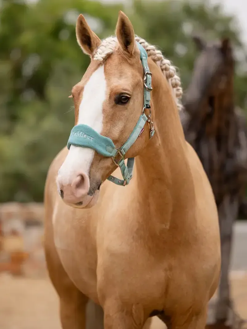 LeMieux Vogue Headcollar and Leadrope Lagoon-1