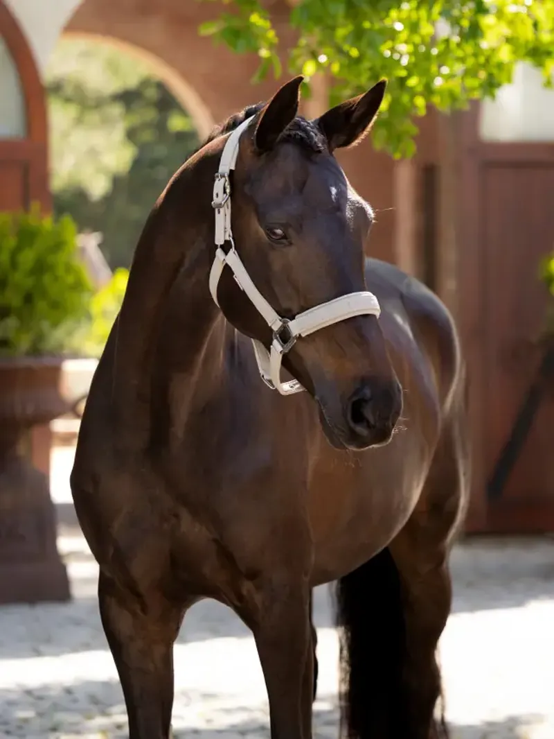 LeMieux Essence Headcollar Stone-1