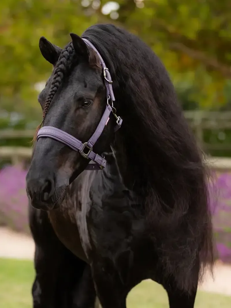 LeMieux Essence Headcollar Juniper-1