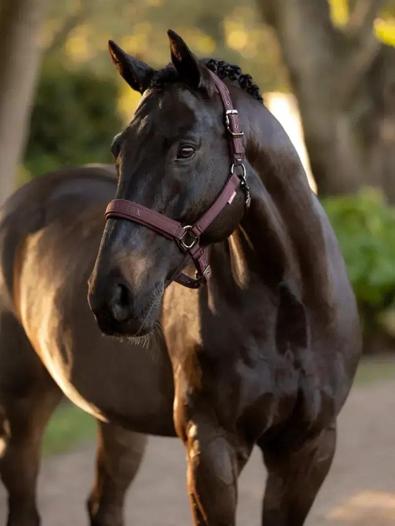 LeMieux Essence Headcollar Damson-1