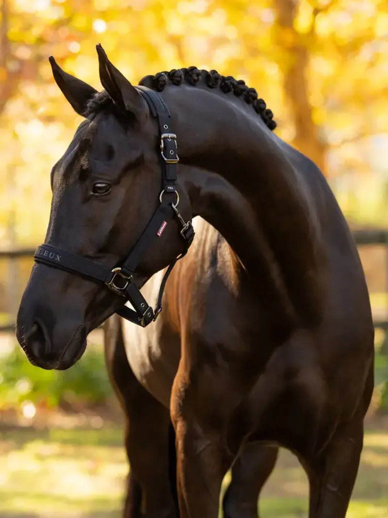 LeMieux Essence Headcollar Black-1