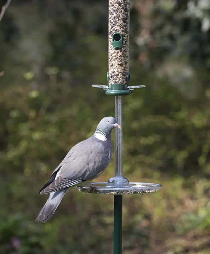 Jacobi Jayne Pigeon Spacer-1
