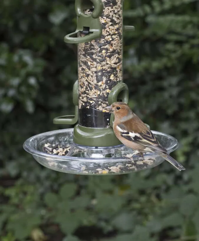 Jacobi Jayne Seed Tray 190mm-1