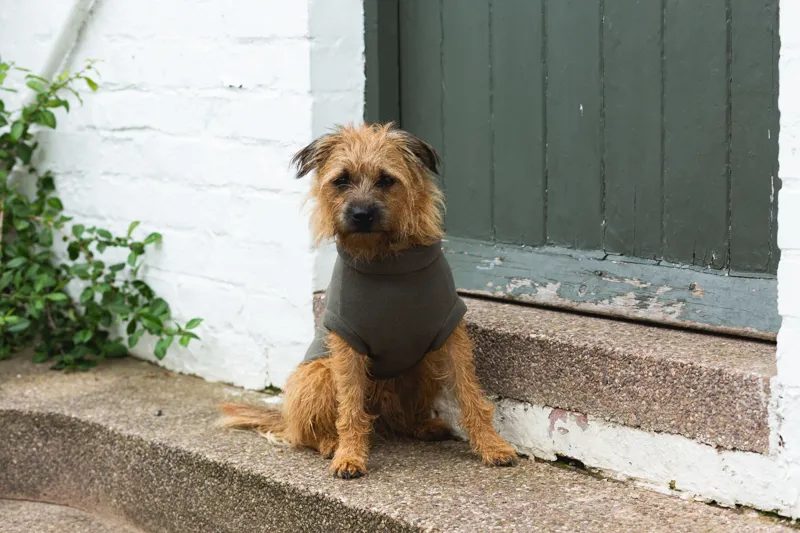Stix Large Terrier Dog Coat-1